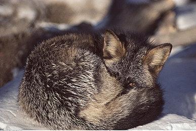 《使命召唤：黑色行动-海湾战争》将亮相6月Xbox发表会